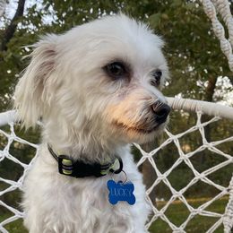 Lucky - Maltese