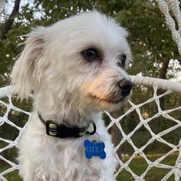 Lucky - Maltese