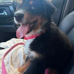 Cosmo (cosmopolitan) - Black tri-color male Australian Shepherd puppy in Fredericksburg, Virginia from Cooper Ridge Aussies