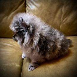 Austin - Blue merle male Pomeranian puppy in Delta Junction, Alaska from Princess’s Poms