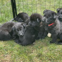 German Shepherd Puppies from Von Lambor German Shepherds