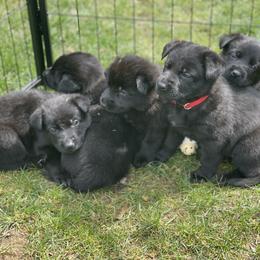 German Shepherd Puppies from Von Lambor German Shepherds