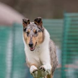Collies from Halcyon Days Collies