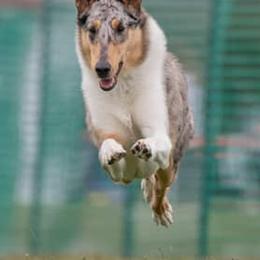 Collies from Halcyon Days Collies