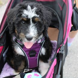 Bernedoodle and Goldendoodle All Grown Up from Happy Valley Doodles