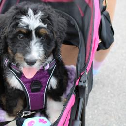 Bernedoodle and Goldendoodle All Grown Up from Happy Valley Doodles