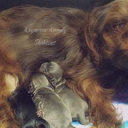 Bulldogs and Shih Tzus from C&A IronHeart Bulldogs and Krymson Kandy Shihtzus