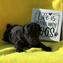 Boy 1 - Black male Poodle puppy in Chattanooga, Tennessee from SoftPaw Kennels