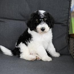 Weston - Black and white male Bernedoodle puppy in Ogden, Utah from Stanger Farms