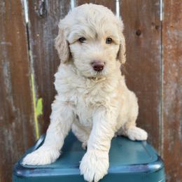 Garth - Cream male Goldendoodle puppy in Kingwood, Texas from Kingwood Goldendoodles