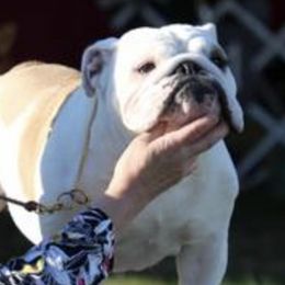 Bulldogs from Rockee Top Bulldogs