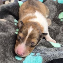 Black - Sable and white female Collie puppy in Kalispell, Montana from C4 Collies