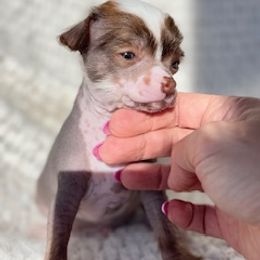 Chinese Crested Puppies from Royal Chinese Crested