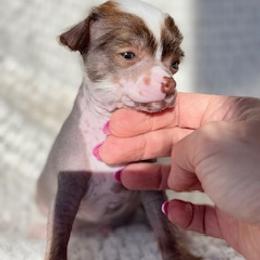 Chinese Crested Puppies from Royal Chinese Crested