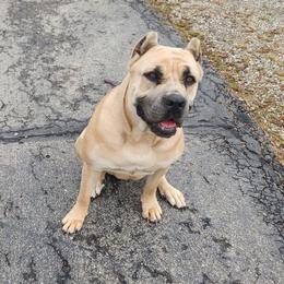 Luna - Cane Corso