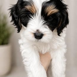 Cavapoo Puppies from Joyler Puppies