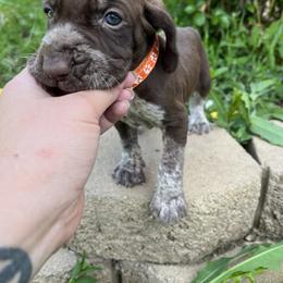 Bracco Italiano and Chihuahua Puppies from Snow Peak Kennel