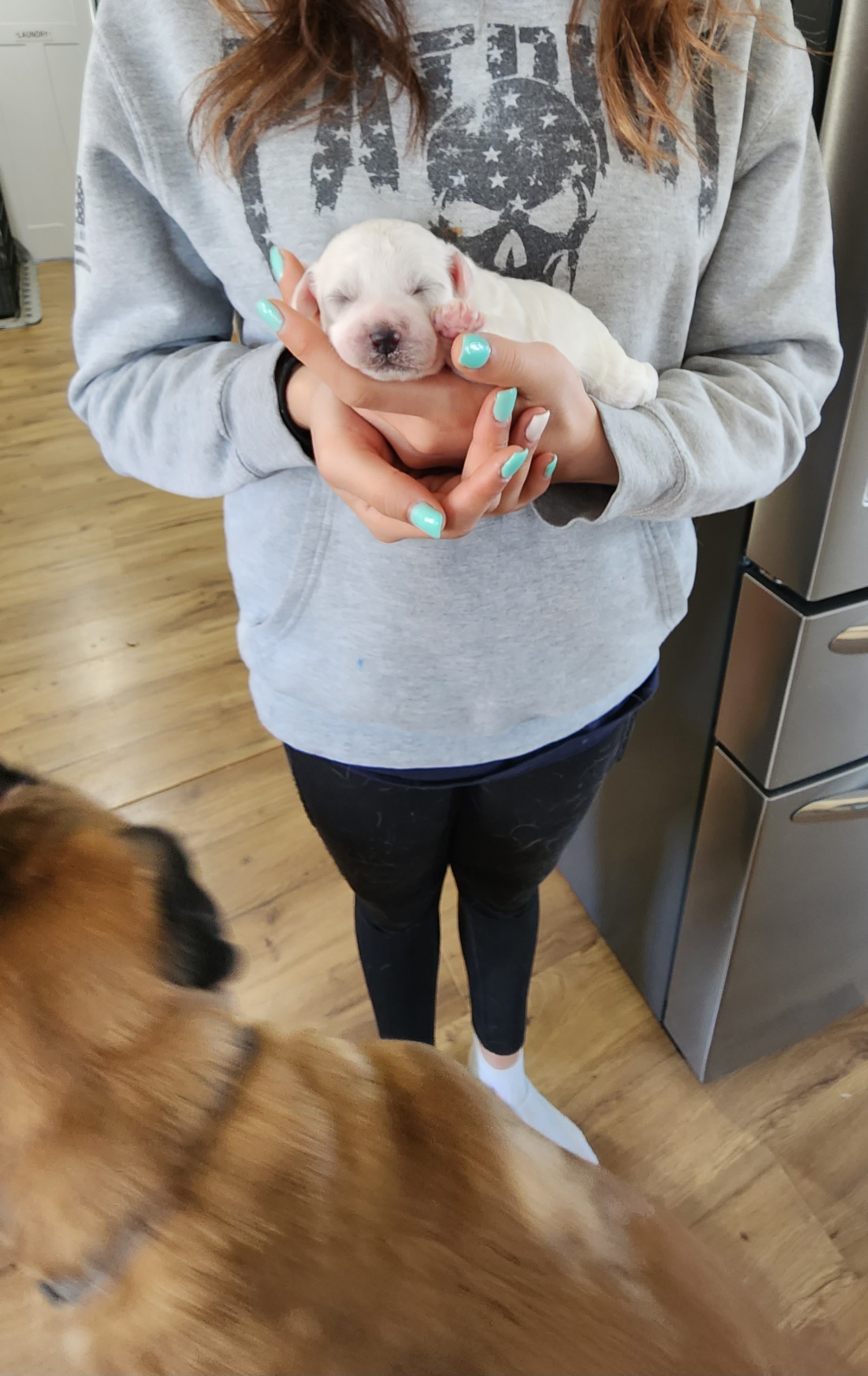 Bichon Frise Puppies from Waterloo Bichons AKC