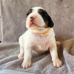 Yellow female - Blue belton and tan (tri-color) female English Setter puppy in Potosi, Wisconsin from Point and Flush Gun Dogs