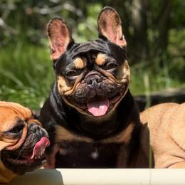 Alina - French Bulldog