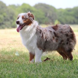Bella - Miniature Australian Shepherd