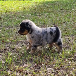 Toy Australian Shepherd Puppies from Beasley Acres Aussies
