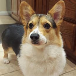 Georgia - Pembroke Welsh Corgi