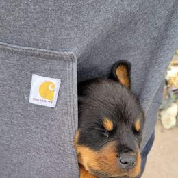 Rottweiler Puppies from Raya's Royals