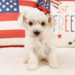 Girl 1 - White female Maltipoo puppy in Salt Lake City, Utah from My Doodle Puppy