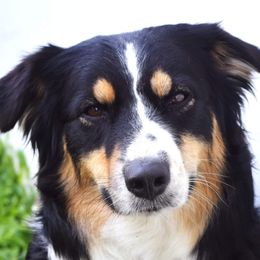 Brinley - Australian Shepherd