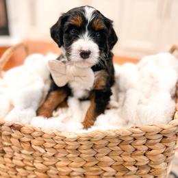 Rerun - Tri-color male Bernedoodle puppy in Sulphur, Louisiana from Curly Q’s Of Carlyss