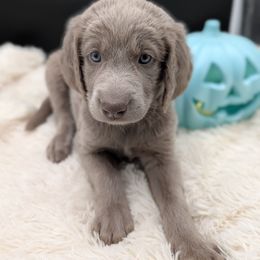 Girl 3 - female Long Haired Weimaraner puppy in Evart, Michigan from Drehbar Weimaraners