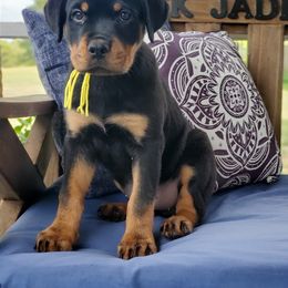 Rottweiler Puppies from Black Jade Rottweilers