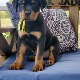 Rottweiler Puppies from Black Jade Rottweilers