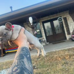 Red - Blue fawn female French Bulldog puppy in Sherman, Texas from Cole's French Bulldogs
