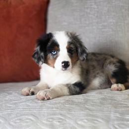 Almond - Blue merle male Miniature Australian Shepherd puppy in Killen, Alabama from Wilkers Wholehearted Mini Aussies