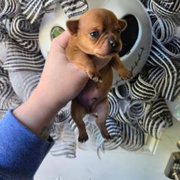 Freddy - Chocolate sabled fawn male Chihuahua puppy in Ashtabula, Ohio from Paw's & Awe's Chihuahuas