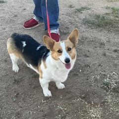Jewels - Pembroke Welsh Corgi