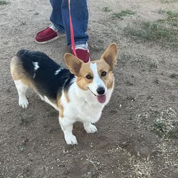 Jewels - Pembroke Welsh Corgi