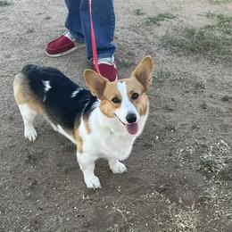 Jewels - Pembroke Welsh Corgi