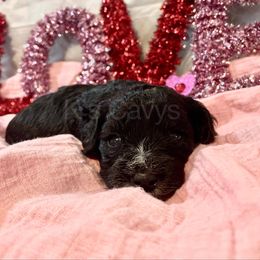 Cavalier King Charles Spaniel and Cavapoo Puppies from K’s Cavys