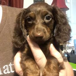 Dachshunds from Circle D's Dachshund