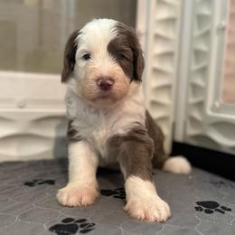 PUDDING - Fawn and white female Sheepadoodle puppy in Riverside, California from Downtown Doodles & Frenchies
