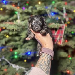 Tripp - Tri-color male Pomsky puppy in Coos Bay, Oregon from Ocean View Pomskies