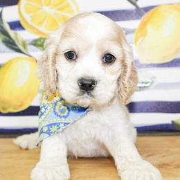 Cooper - Buff and white male Cocker Spaniel puppy in Rattan, Oklahoma from Double M Cocker Spaniels