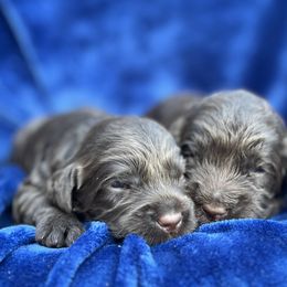 Chocolate Girl 2 - Chocolate female Australian Labradoodle puppy in Hartshorne, Oklahoma from Jena Edmond