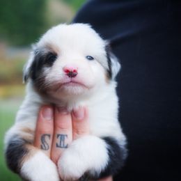 Edward - Blue merle male Miniature American Shepherd puppy in Battle Ground, Washington from Casita Miniature American Shepherds