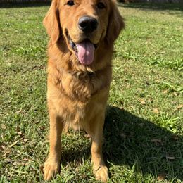 Chopper - Golden Retriever