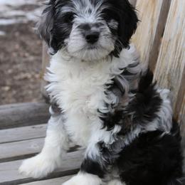 Aussiedoodle Puppies from Aspen River Doodles