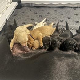 Labrador Retriever Puppies from Outlaw Ridge Kennels